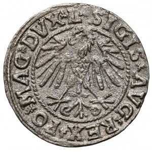 Zygmunt II August, Półgrosz Wilno 1546