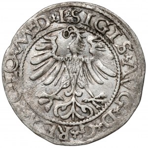 Zygmunt II August, Półgrosz Wilno 1565 - błąd DVCT - RZADKI