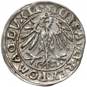 Zygmunt II August, Półgrosz Wilno 1557 - 2x koniczyna - rzadki