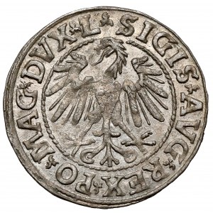 Zygmunt II August, Półgrosz Wilno 1546 - gładka grzywa