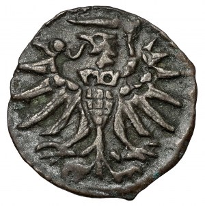 Sigismund II Augustus, Denar Elbląg 1555