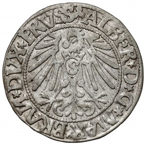Prusko, Albrecht Hohenzollern, Grosz Königsberg 1544