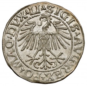 Sigismond II Auguste, demi-penny Vilnius 1548