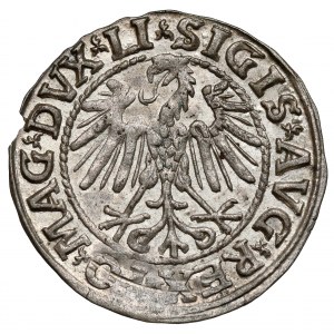 Zygmunt II August, Półgrosz Wilno 1546 - późny