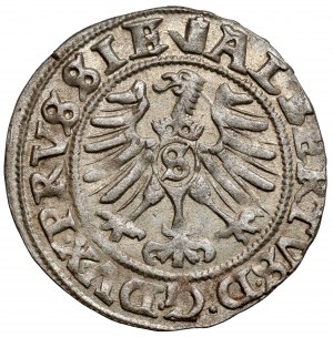 Prusy, Albrecht Hohenzollern, Szeląg Królewiec 1557