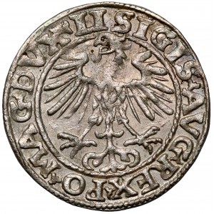 Zygmunt II August, Półgrosz Wilno 1553 - rzadki