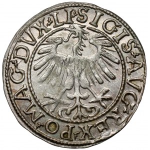 Zygmunt II August, Półgrosz Wilno 1557 - piękny