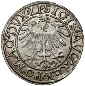 Sigismund II. Augustus, halber Pfennig Vilnius 1557
