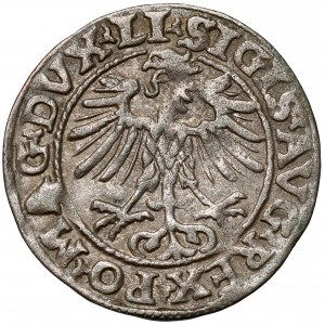 Sigismund II Augustus, Half-penny Vilnius 1554 - rare year