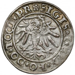 Sigismund I the Old, Penny Elblag 1535