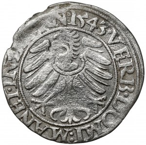 Schlesien, Friedrich II., Pfennig 1543, Legnica
