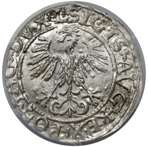 Sigismund II. Augustus, halber Pfennig Vilnius 1561