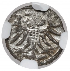 Sigismund II Augustus, Elblag denarius 1557 - beautiful
