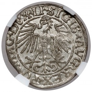 Sigismond II Auguste, demi-penny Vilnius 1548 - belle