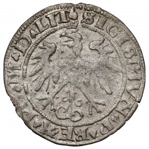 Sigismund I. der Alte, Wilnaer Pfennig 1536 - Brief I - Januar