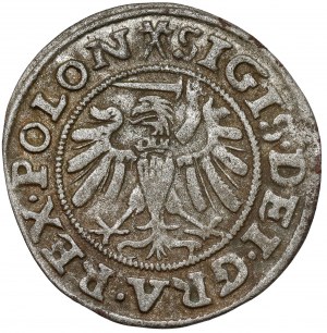 Sigismund I the Old, Shelag of Gdansk 1539 - trifoliate
