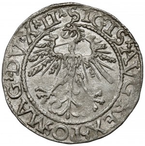 Sigismund II Augustus, Half-grosz Vilnius 1562 - early