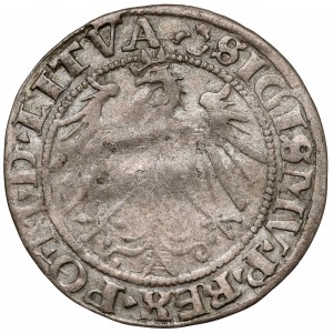 Sigismund I. der Alte, Vilniuser Pfennig 1536 - Buchstabe F? - Februar