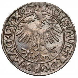 Zygmunt II August, Półgrosz Wilno 1556