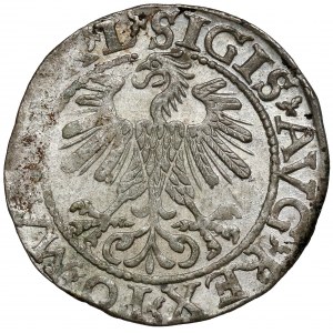 Zygmunt II August, Półgrosz Wilno 1560
