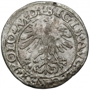 Sigismund II Augustus, Half-penny Vilnius 1565 - WITHOUT Axe - rare