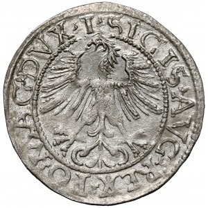 Zygmunt II August, Półgrosz Wilno 1562 - późny