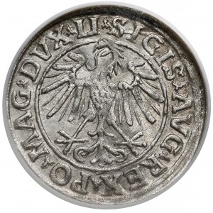 Zygmunt II August, Półgrosz Wilno 1547