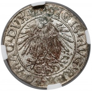 Zygmunt II August, Półgrosz Wilno 1548