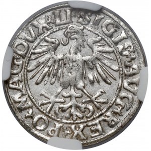 Zygmunt II August, Półgrosz Wilno 1549