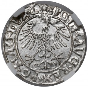 Zygmunt II August, Półgrosz Wilno 1556