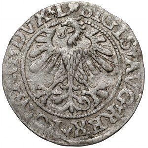 Zygmunt II August, Półgrosz Wilno 1560 - ROZETA