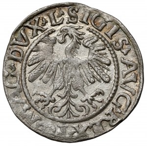 Zygmunt II August, Półgrosz Wilno 1559 - M/\GNI