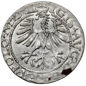 Zygmunt II August, Półgrosz Wilno 1564