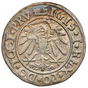 Zygmunt I Stary, Grosz Elbląg 1534