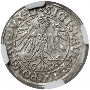 Zygmunt II August, Półgrosz Wilno 1547