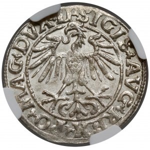 Zygmunt II August, Półgrosz Wilno 1550