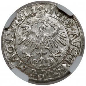 Zygmunt II August, Półgrosz Wilno 1556