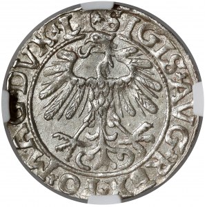 Zygmunt II August, Półgrosz Wilno 1557