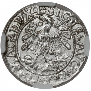Zygmunt II August, Półgrosz Wilno 1559