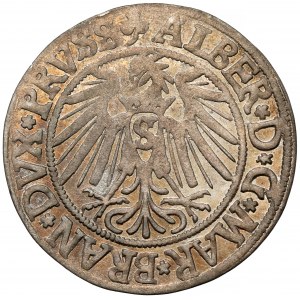 Prusy, Albrecht Hohenzollern, Grosz Królewiec 1541 - krótka broda