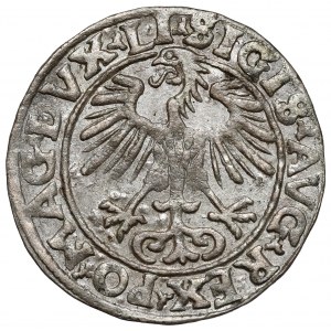 Zygmunt II August, Półgrosz Wilno 1555