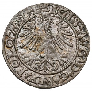 Zygmunt II August, Półgrosz Wilno 1563 - mała Pogoń