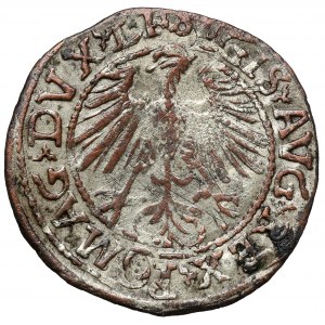 Zygmunt II August, Półgrosz Wilno 1556 - falsyfikat z epoki