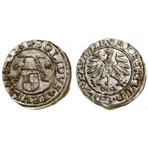 Prusy Książęce (1525-1657), szeląg, 1558, Królewiec