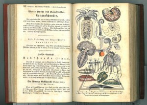 SCHILLING Samuel, Ausführliche Naturgeschichte des Fische und der wirbellosen Thiere.
