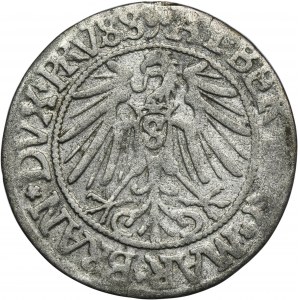 Knížecí Prusko, Albrecht Hohenzollern, Grosz Königsberg 1542 - PRVSS