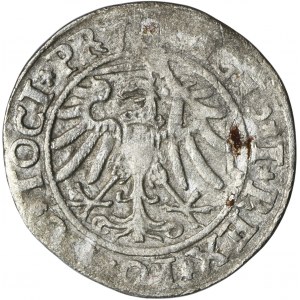 Sigismund I. der Alte, Pfennig Elbląg 1534 - PRV