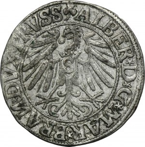 Prusy Książęce, Albrecht Hohenzollern, Grosz Królewiec 1544 - RZADSZY