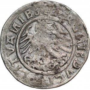 Sigismund I the Old, Halfgroat Vilnius 1520 - RARE, error SIGIMVAИDI