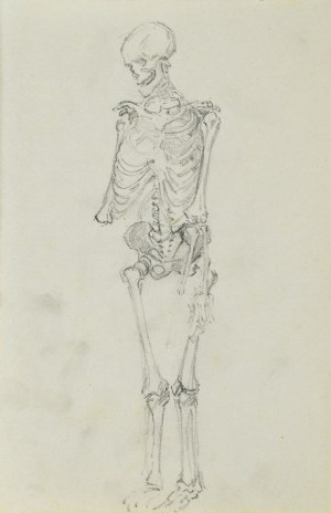Józef PIENIĄŻEK (1888-1953), Szkic układu kostnego człowieka